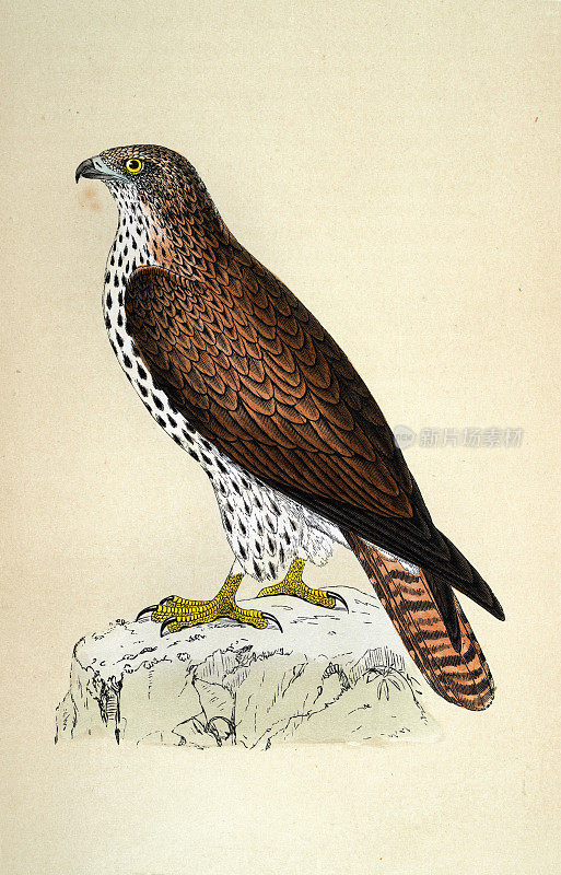 欧洲蜂蜜秃鹰，Pernis apivorus，猛禽，野生动物，鸟类，艺术，19世纪